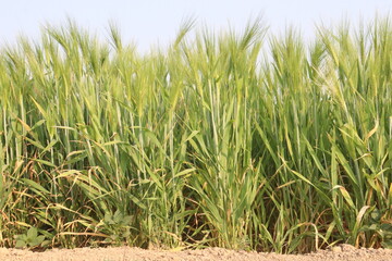 Fototapeta premium Barley plant on farm for harvest are cash crops