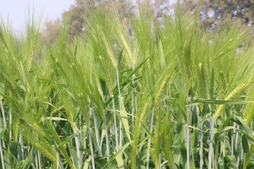 Fototapeta premium Barley plant on farm for harvest are cash crops
