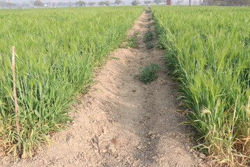 Fototapeta premium Barley plant on farm for harvest are cash crops
