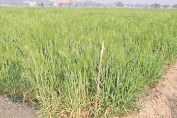 Fototapeta premium Barley plant on farm for harvest are cash crops