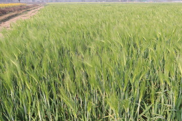 Fototapeta premium Barley plant on farm for harvest are cash crops
