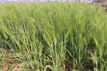 Fototapeta premium Barley plant on farm for harvest are cash crops