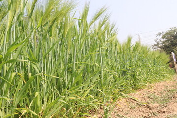 Fototapeta premium Barley plant on farm for harvest are cash crops
