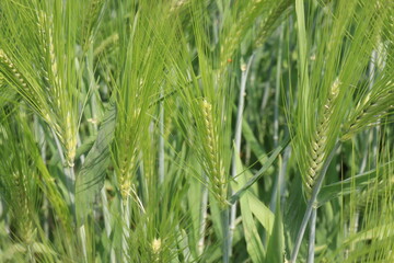 Fototapeta premium Barley plant on farm for harvest are cash crops