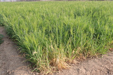 Fototapeta premium Barley plant on farm for harvest are cash crops
