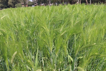 Fototapeta premium Barley plant on farm for harvest are cash crops