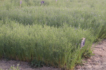 Fototapeta premium linum usitatissimum, brown flax plant on farm
