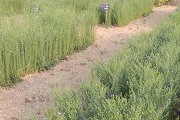 Fototapeta premium linum usitatissimum, brown flax plant on farm