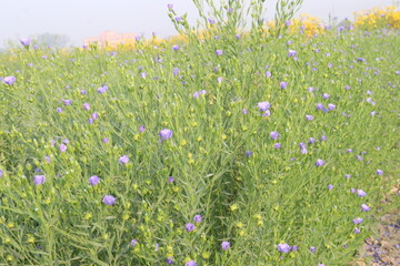 Fototapeta premium linum usitatissimum, brown flax plant on farm