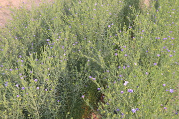 Fototapeta premium linum usitatissimum, brown flax plant on farm