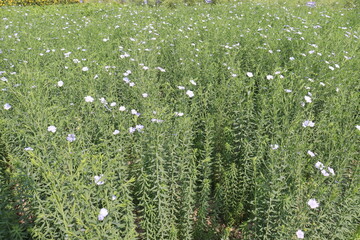 Fototapeta premium linum usitatissimum, brown flax plant on farm
