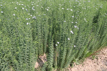 Fototapeta premium linum usitatissimum, brown flax plant on farm
