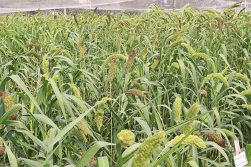Fototapeta premium Foxtail millet, scientific name Setaria italica plant on farm