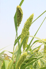 Fototapeta premium Foxtail millet, scientific name Setaria italica plant on farm
