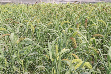 Fototapeta premium Foxtail millet, scientific name Setaria italica plant on farm