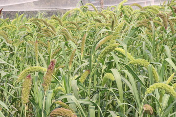 Fototapeta premium Foxtail millet, scientific name Setaria italica plant on farm