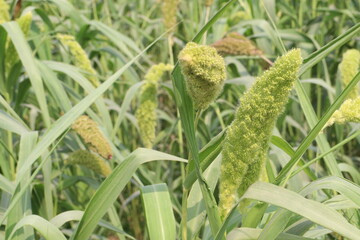 Fototapeta premium Foxtail millet, scientific name Setaria italica plant on farm