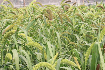 Fototapeta premium Foxtail millet, scientific name Setaria italica plant on farm