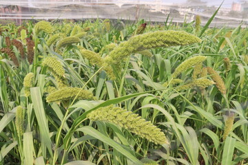 Fototapeta premium Foxtail millet, scientific name Setaria italica plant on farm