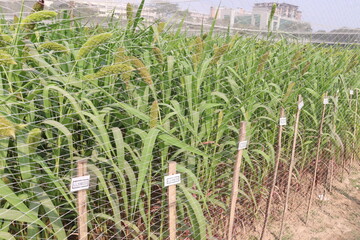 Fototapeta premium Foxtail millet, scientific name Setaria italica plant on farm
