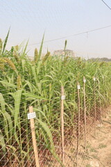 Fototapeta premium Foxtail millet, scientific name Setaria italica plant on farm