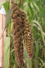 Fototapeta premium Foxtail millet, scientific name Setaria italica plant on farm