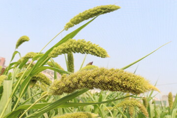 Fototapeta premium Foxtail millet, scientific name Setaria italica plant on farm