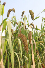 Fototapeta premium Foxtail millet, scientific name Setaria italica plant on farm