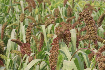 Fototapeta premium Foxtail millet, scientific name Setaria italica plant on farm