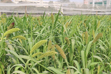 Fototapeta premium Foxtail millet, scientific name Setaria italica plant on farm