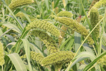 Fototapeta premium Foxtail millet, scientific name Setaria italica plant on farm