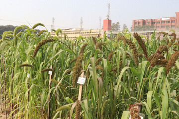 Fototapeta premium Foxtail millet, scientific name Setaria italica plant on farm