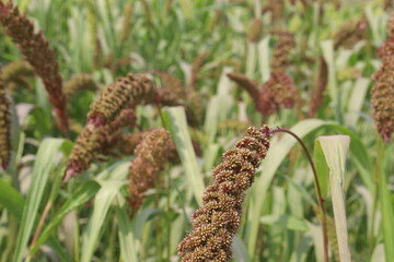 Fototapeta premium Foxtail millet, scientific name Setaria italica plant on farm