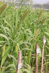 Fototapeta premium Foxtail millet, scientific name Setaria italica plant on farm