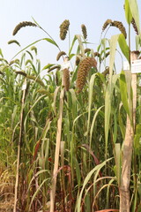 Fototapeta premium Foxtail millet, scientific name Setaria italica plant on farm