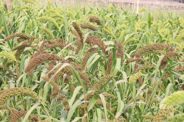 Fototapeta premium Foxtail millet, scientific name Setaria italica plant on farm