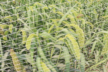Fototapeta premium Foxtail millet, scientific name Setaria italica plant on farm