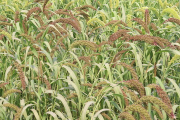 Fototapeta premium Foxtail millet, scientific name Setaria italica plant on farm
