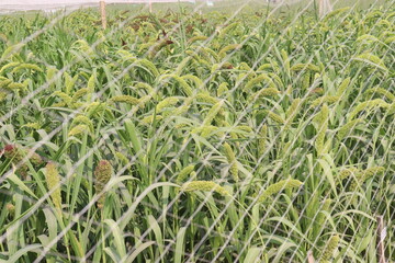 Fototapeta premium Foxtail millet, scientific name Setaria italica plant on farm