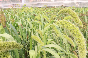 Fototapeta premium Foxtail millet, scientific name Setaria italica plant on farm