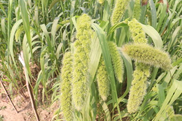 Fototapeta premium Foxtail millet, scientific name Setaria italica plant on farm