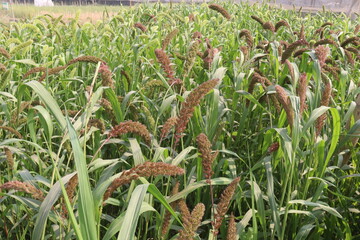Fototapeta premium Foxtail millet, scientific name Setaria italica plant on farm