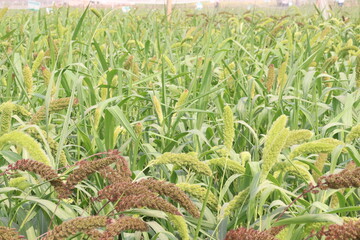 Fototapeta premium Foxtail millet, scientific name Setaria italica plant on farm