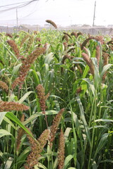 Fototapeta premium Foxtail millet, scientific name Setaria italica plant on farm