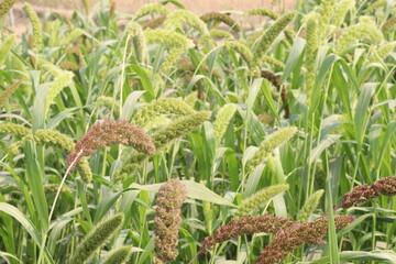 Fototapeta premium Foxtail millet, scientific name Setaria italica plant on farm