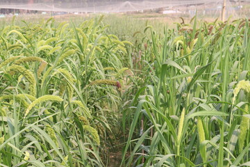 Fototapeta premium Foxtail millet, scientific name Setaria italica plant on farm