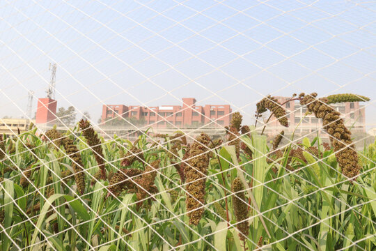 Foxtail millet, scientific name Setaria italica plant on farm