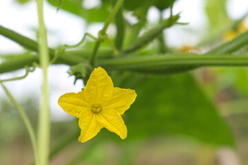 Fototapeta premium cucumber on tree in farm for harvest