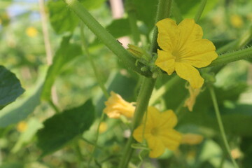 Fototapeta premium Cucumber on tree in farm