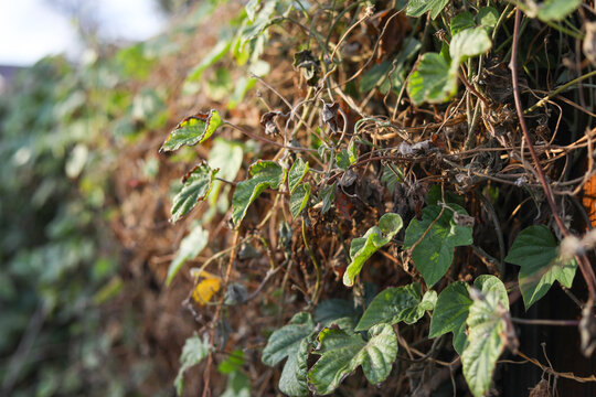 Thick wall of Morning Glory Vines Grows in a California Backyard